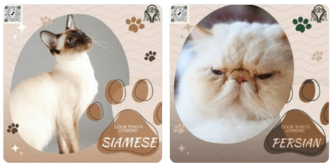 Precious Persians and Siamese
