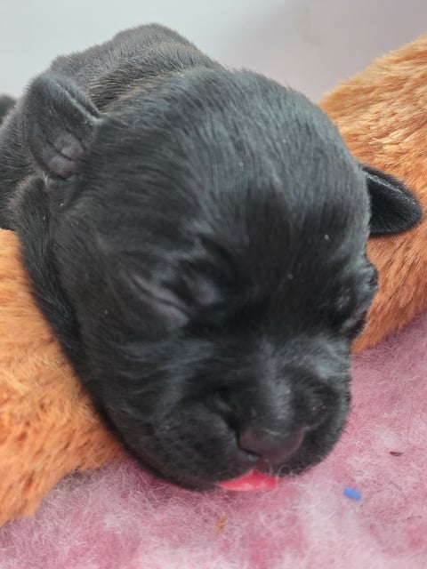 Roxy