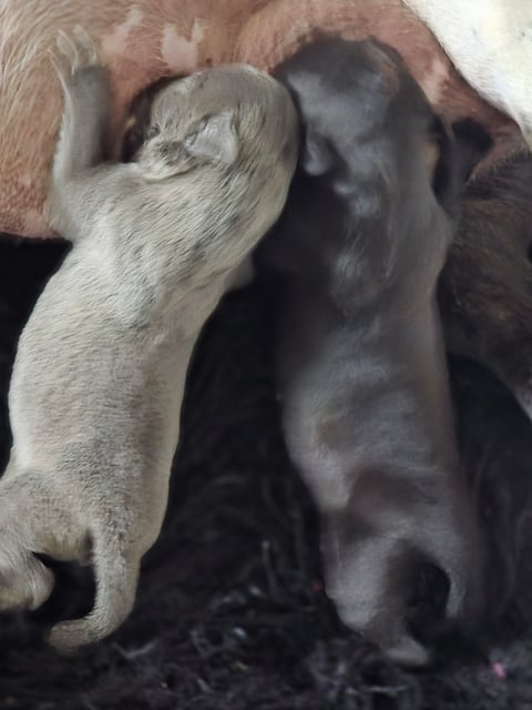 Winston/roxy 
