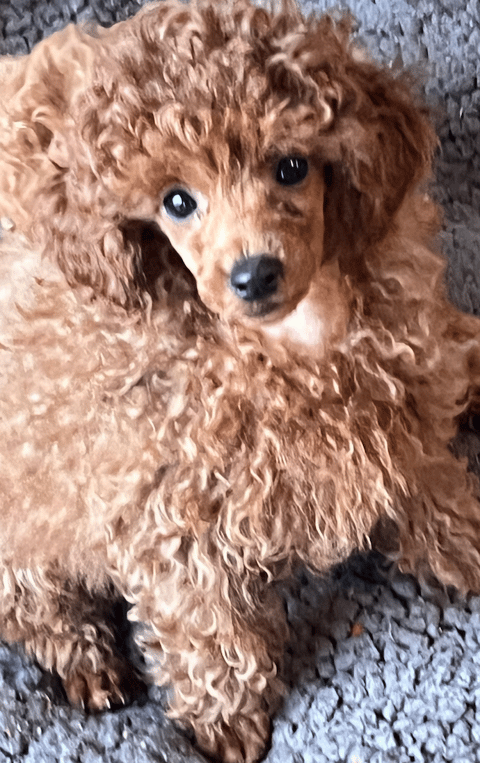 Rubicundale Toy Poodle Puppy