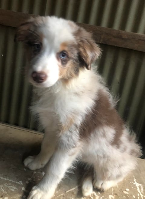 Chocolate Merle male