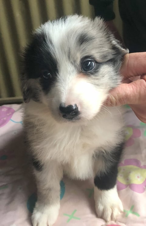 Blue Merle female