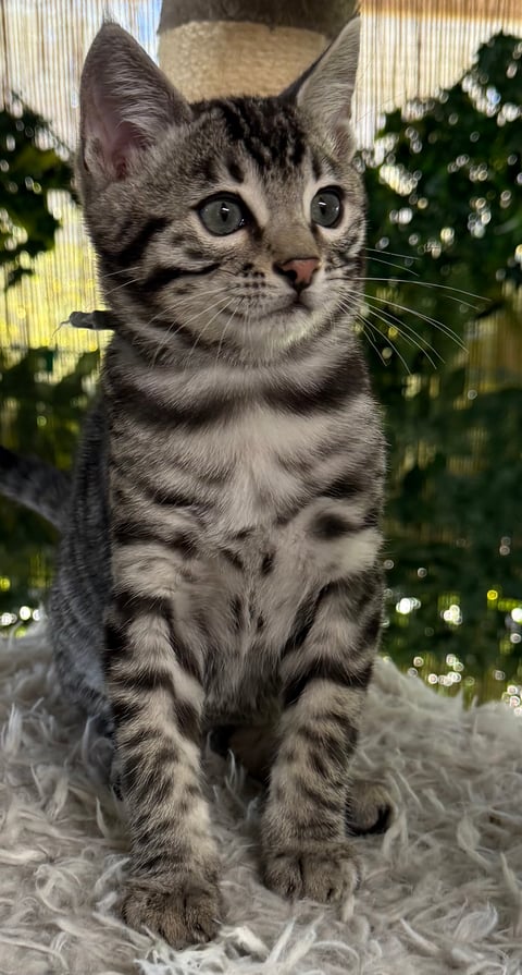 JAX
