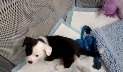 Mr Harrison - Llondee Corgi Puppy