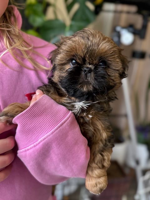 LEIMING Shih Tzus - Blayney, NSW