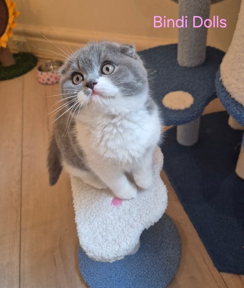 Scottish fold 