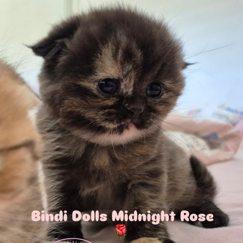 MIDNIGHT ROSE 