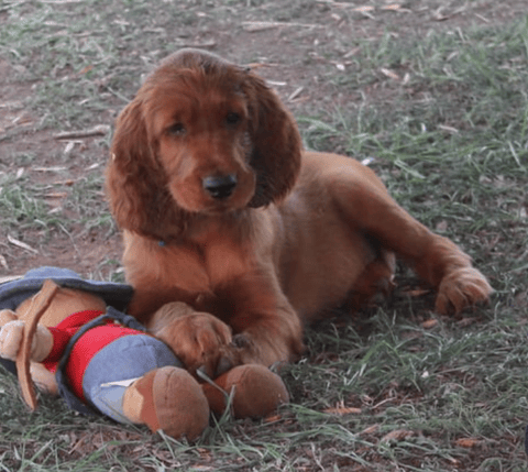 Ornac Irish Setter Puppy