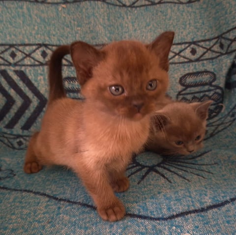 Brown Burmese Kitten Bred By Oramor