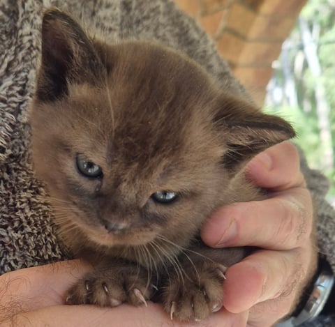 Brown Burmese Kitten Bred By Oramor