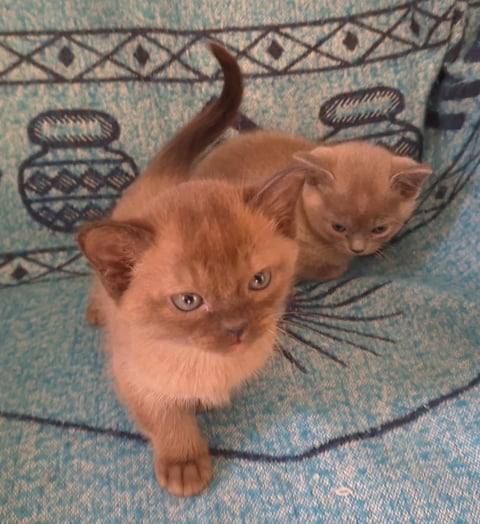 Brown Burmese Kitten Bred By Oramor