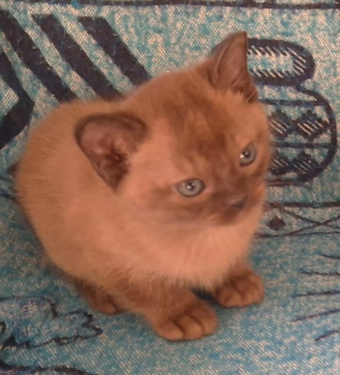 Brown Burmese Kitten Bred By Oramor