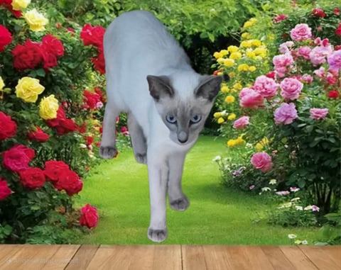 Blue Point Siamese Kitten Bred By Oramor