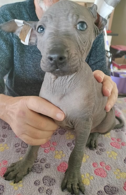 Little Girl