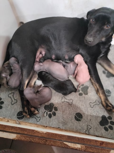 Mum and babies