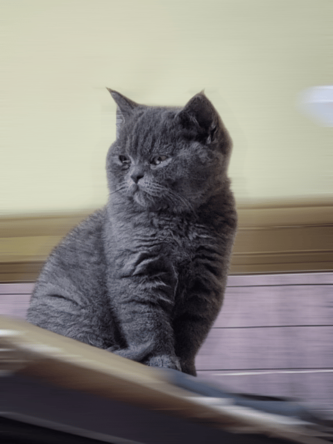 Prince Cyber - British Shorthair Kitten