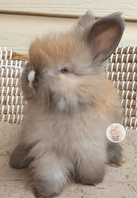 BLUE EYED SOOTY FAWN VM BOY 