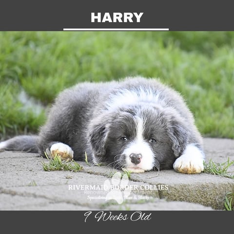 HARRY