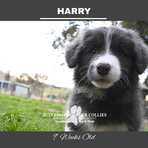 HARRY