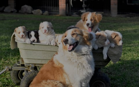 Tarnie & Mister's Litter - Pups Available