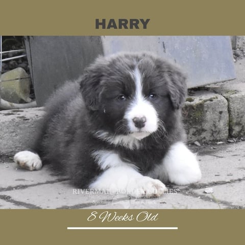 HARRY
