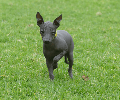 Wazzat XOLOitzcuintles