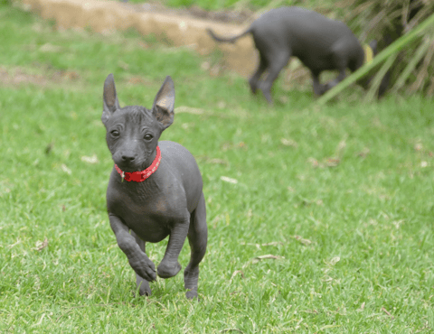 Wazzat XOLOitzcuintle Puppy Available