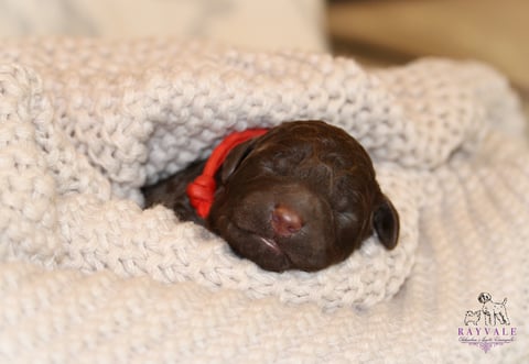  Rayvale Lagotto Romagnolo Pup
