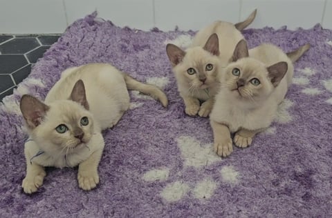 3 Chocolate Burmese