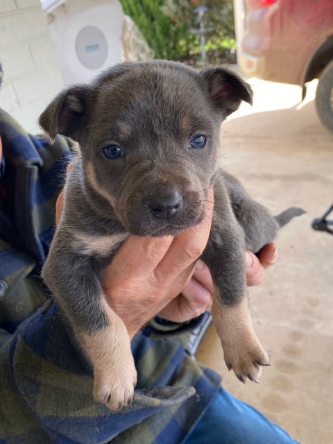 Male puppy 'Bluey'