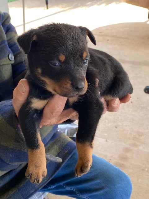Black/tan female 'Emma' (black collar)