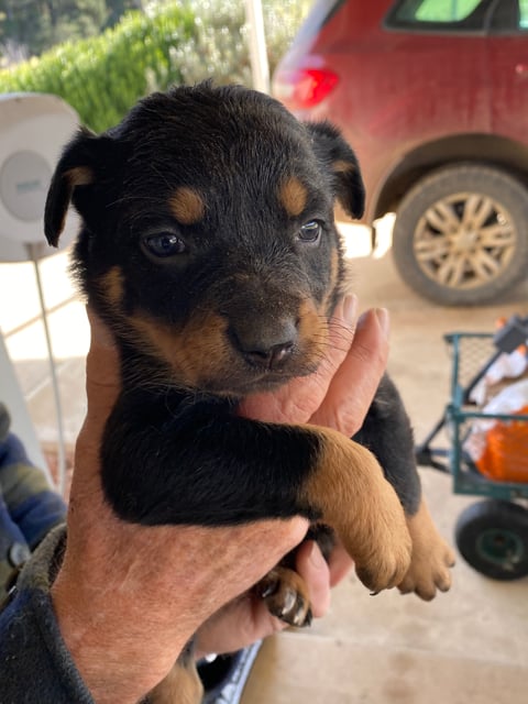 Black/tan female 'Bingo' (pink collar)