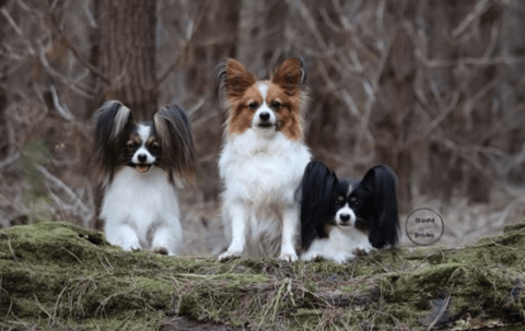 Gracepol Papillon