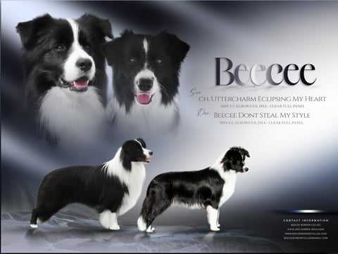 Border Collie Pups by Maggie and Houston