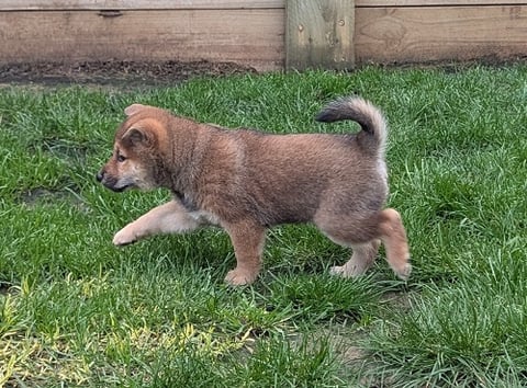 Miso