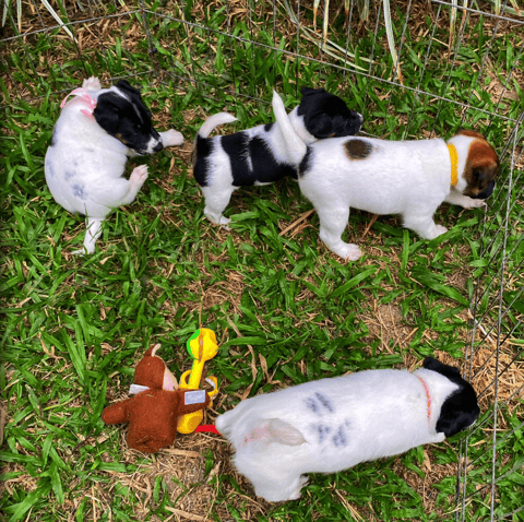 Aliyrahills Smooth Fox Terrier Puppies