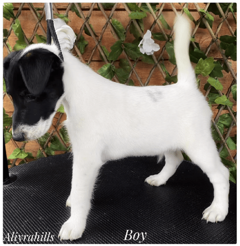Smooth Fox Terrier Puppy