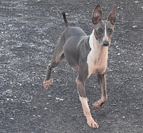 Leonardo Male Italian Greyhound