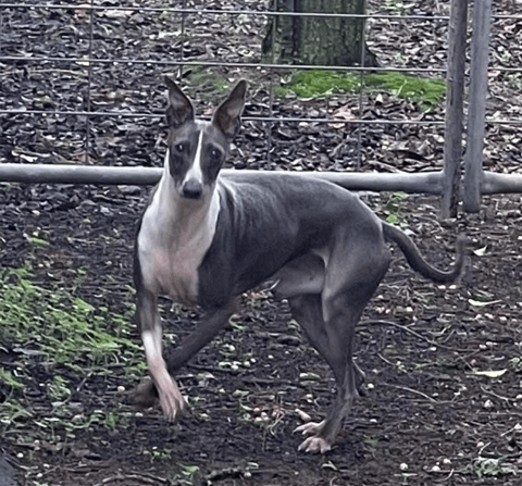 Leonardo - Adult Male Italian Greyhound