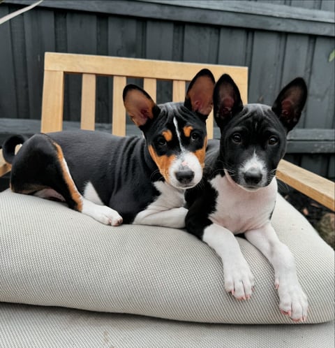 BABY BLADE AND BABY KANO