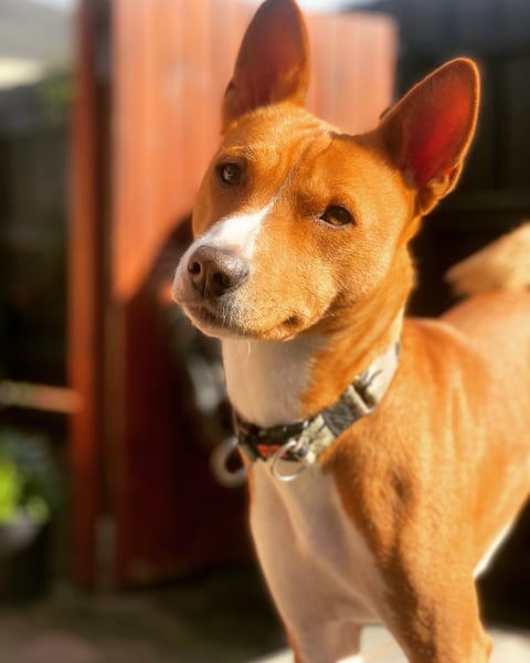JAXSON