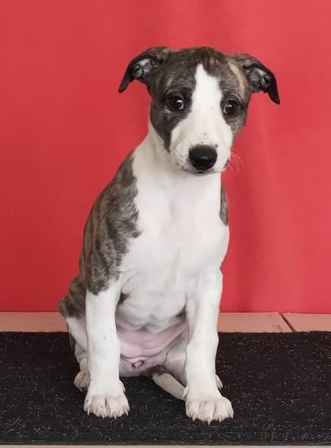 Sally @ 6 weeks