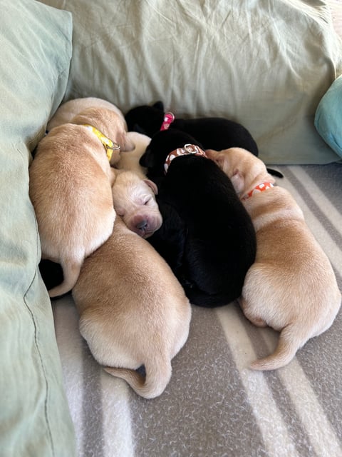Puppies @ 1 week old