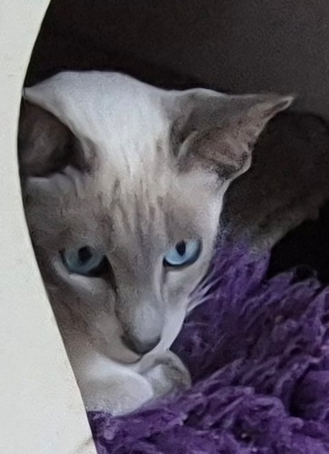 Siamese Lilac point bred by Oramor