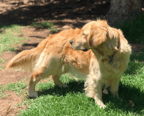 Rigantean Golden Retrievers - Mornington, VIC