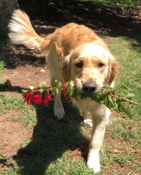 Rigantean Golden Retrievers - Mornington, VIC