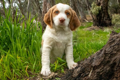 Kylibri Brittany Pup