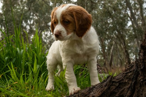 Kylibri Brittany Puppy 