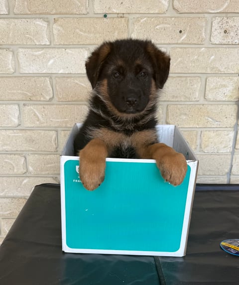 Aimsway German Shepherd Puppy