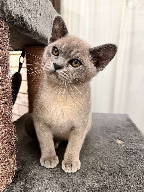 Blue Boy